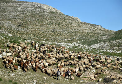 MURGIA A MORSI, un atto d’amore del territorio murgiano: dal 27 al 29 settembre ad Altamura